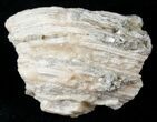 Partial Clam Fossil with Golden Calcite Crystals - #14714-1